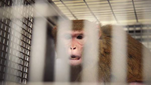 Legal battle over construction of Bainbridge monkey breeding facility heard in state appeals court