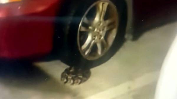 Rattlesnake invades midtown Atlanta parking garage