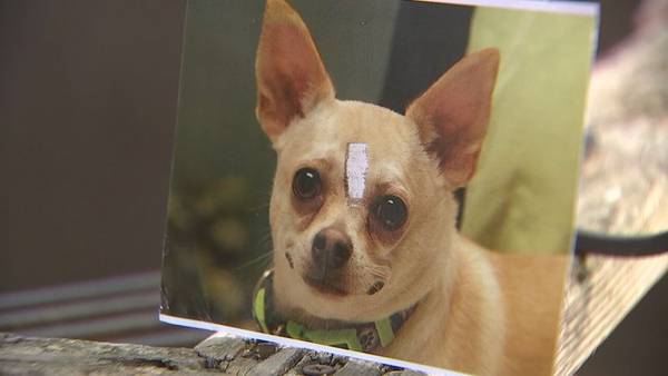 Neighbors upset ‘vicious’ pit bull allowed to return after killing chihuahua in Rockdale County