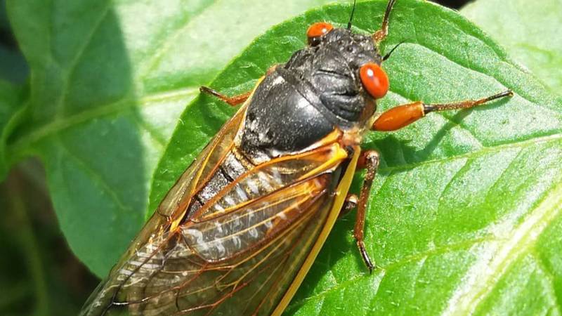 They’re back! Get ready for a cicada invasion to hit Georgia and the ...
