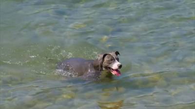 Contaminated water poses health issue for dogs, doctors say
