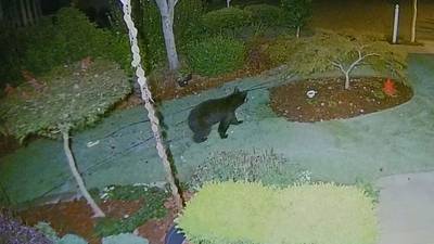 Bear wanders 90 miles from north Georgia mountains down to Gwinnett County