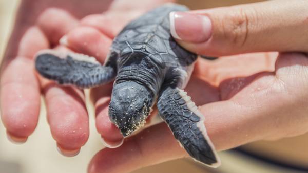 Hurricane Ian: Florida zoo caring for 200 rescued baby sea turtles