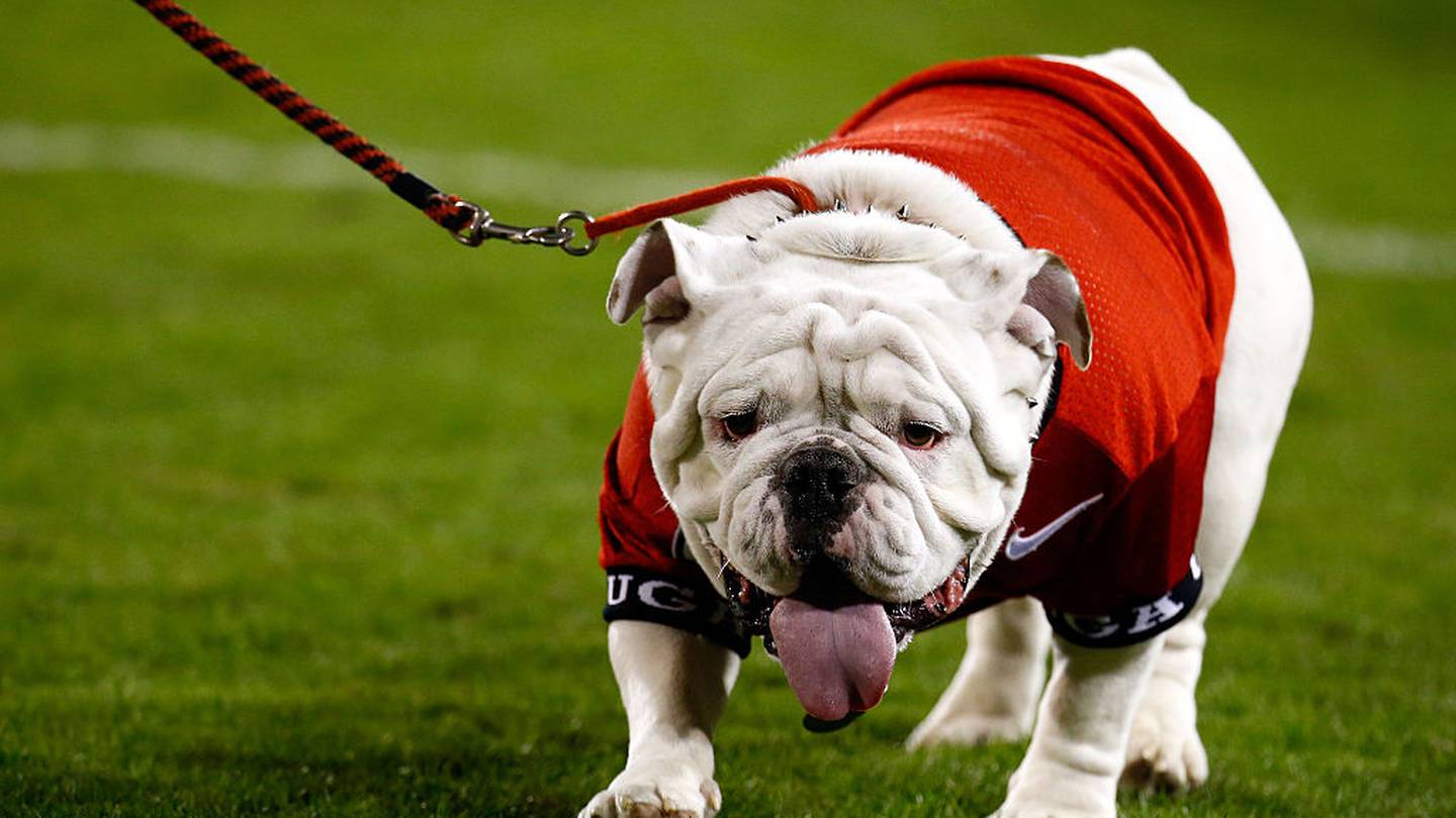 Uga X to retire, 10-month-old puppy to take over duties as Uga XI – WSB-TV  Channel 2 - Atlanta