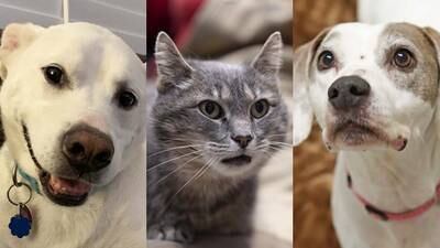 Adoptable pets from the Atlanta Humane Society