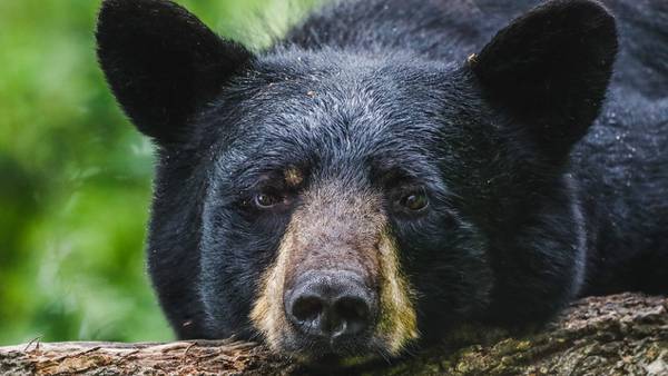 Dead bear found in metro Atlanta road after other sightings in area, officials say