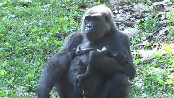 Zoo Atlanta visitors catch glimpse of new baby gorilla