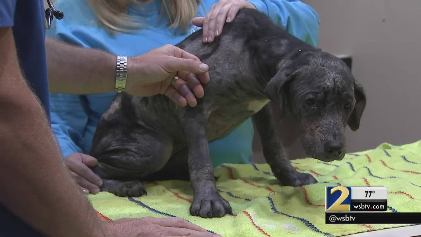 Old wives' tale may have led to horribly neglected dog's condition – WSB-TV Channel 2 - Atlanta
