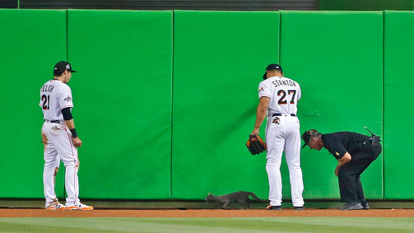 Cat Crashes Miami Marlins Baseball Game, Becomes Rally Cat