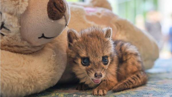 Nashville Zoo welcomes baby spotted fanaloka, 1st born in the United States