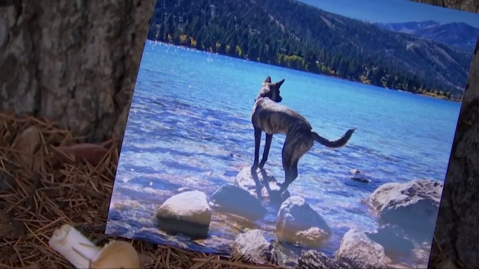 The dog resort sodo 2025