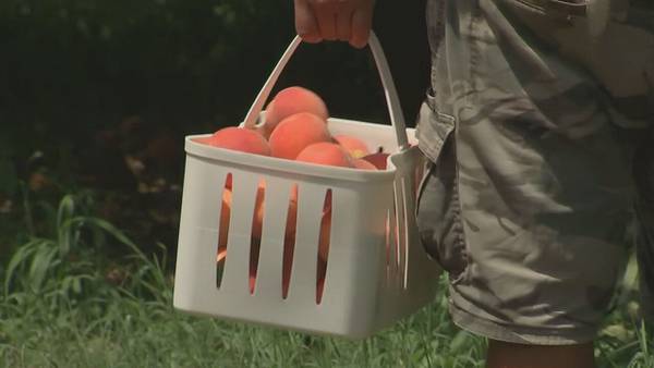 North Georgia’s peach crop bounces back following devastating freeze last year