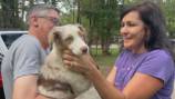 Missing pup from SC found in metro Atlanta had a long, winding journey that lasted 3 weeks