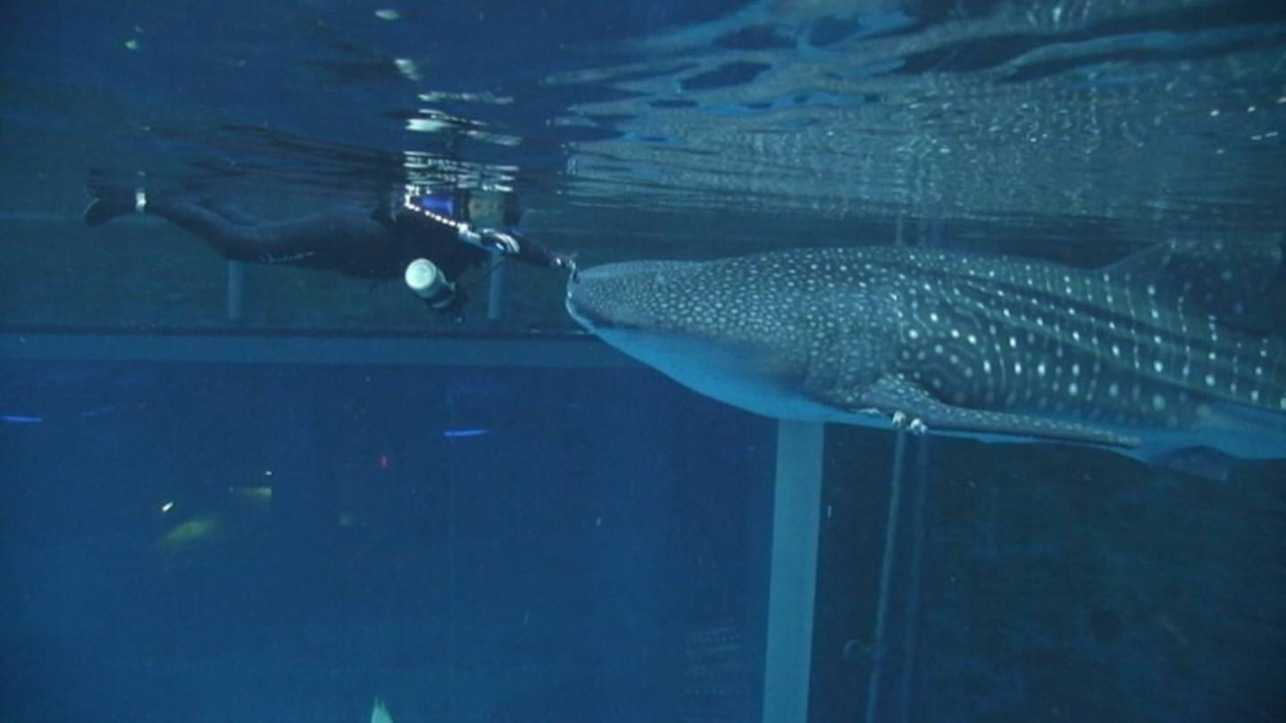 Whale Shark - Georgia Aquarium
