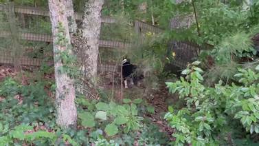 A deer comes to visit this Marietta dog every week. Check out this adorable video