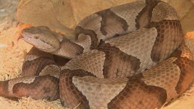 From fearful to fascinating: Georgia woman encourages people to help protect snakes across state