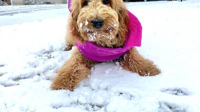 PHOTOS:  Cute pets in the snow