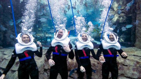Swim with sharks, dolphins, stingrays at hidden paradise