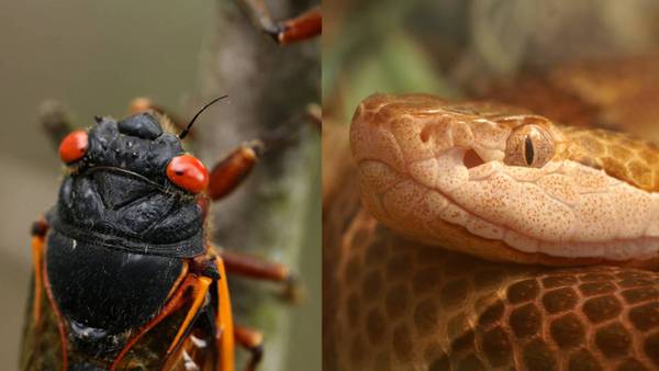 Freaky bugs and venomous snakes: Why you may see more copperheads during ‘cicada-geddon’