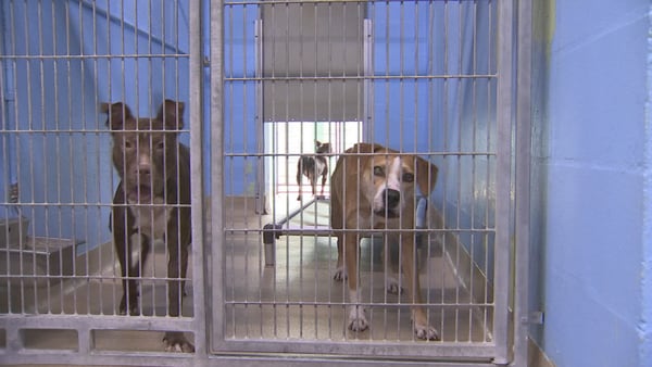 Atlanta City Council approves deal that would bring back Fulton County animal services