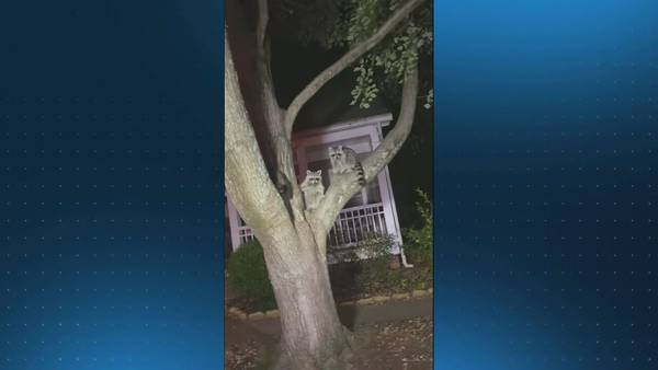 Raccoons spotted in Decatur