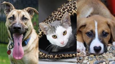 PHOTOS: Adoptable pets from the Atlanta Humane Society