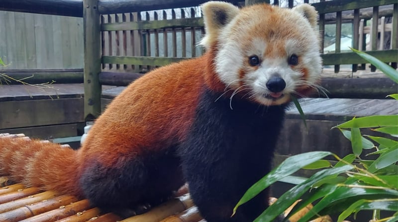 Ruby the Red Panda