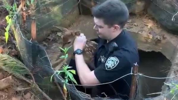 Cherokee County deputy jumps into hole to save baby deer that had been stuck for days