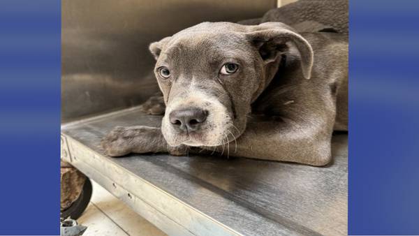 ‘Good puppy’ abandoned, tied to pole with note outside aninal shelter
