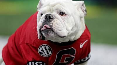 GATA National Champion Dawgs on X: The Atlanta Braves are up 2-0 in the  NLCS! The Georgia Bulldogs are #1 and 7-0. What a time to be alive! 💯🐶🏈  #GoDawgs #ForTheA  /