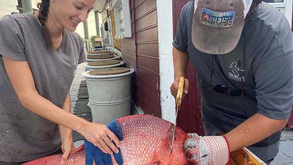 Georgia Dept. of Natural Resources to ask anglers for fish bodies during red snapper season