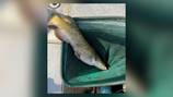 Wildlife officials concerned about invasive species of catfish spreading in Georgia