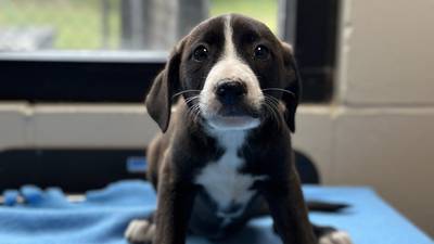 PHOTOS: 10 puppies soon to be up for adoption after being dumped on side of GA road