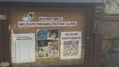 Wildlife rehab center in north Fulton Co. offers help for injured or orphaned mammals