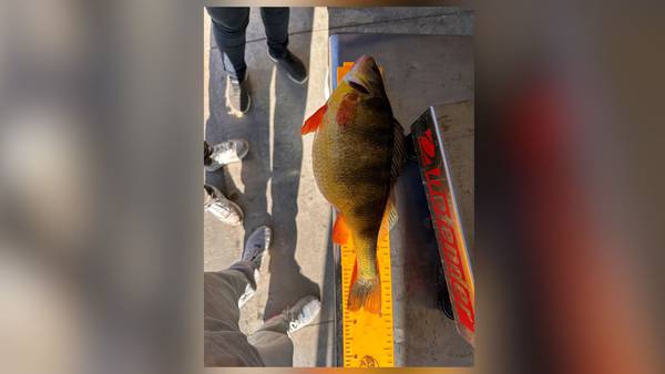 Georgia record for largest yellow perch tied by Forsyth County man