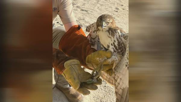 Rangers help hawk that had fishing lure hooked to its foot