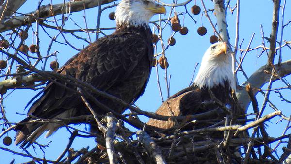 Watch bald eagles, cute dogs, Northern Lights live right now
