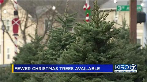 Washington State Cut Christmas Tree Shortage 2021 Washington Buyers Facing Christmas Tree Shortage After Summer Heatwave Kiro 7 News Seattle