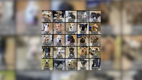 Nearly 30 dogs at risk of being put down due to overcrowding at Clayton County Animal Control
