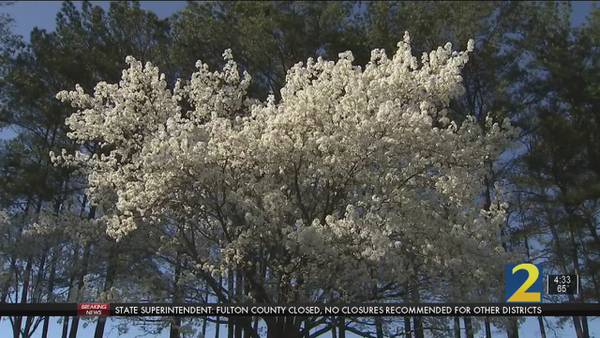 Now is the time to get ahead of spring allergies, doctors say