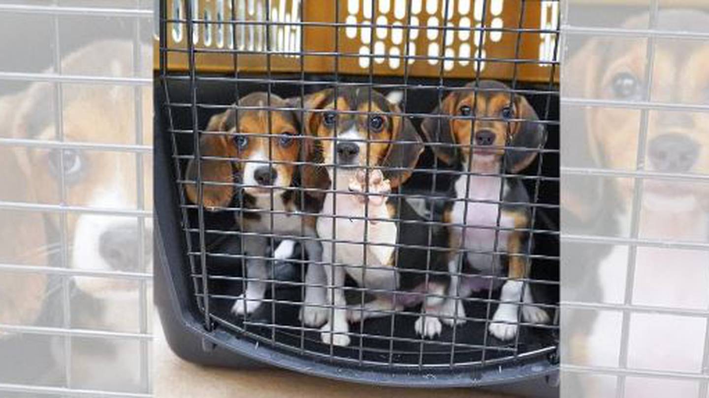 Atlanta Humane Society takes in dozens more beagles rescued from animal testing facility