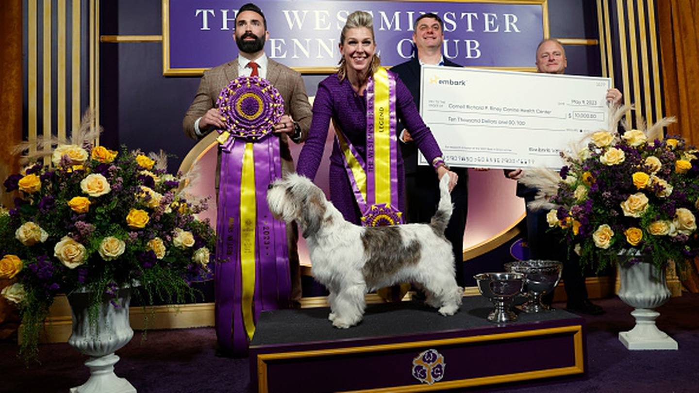 Rave on ‘PBGV’ Buddy Holly wins 147th Westminster Kennel Club dog show