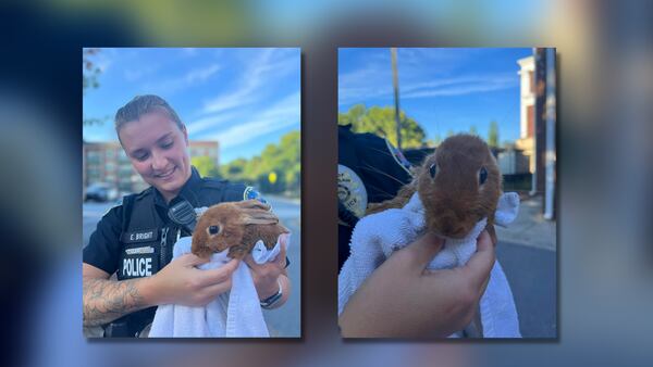 Lost bunny? Kennesaw police searching for owner 