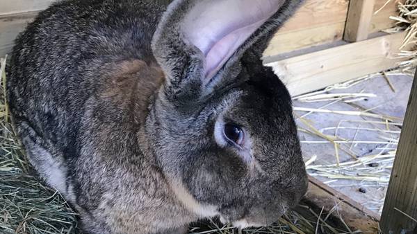 Hemorrhagic disease found in rabbits at a home in DeKalb county