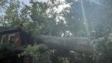 Dad pulls his 2-year-old son from under massive tree after it falls on DeKalb home