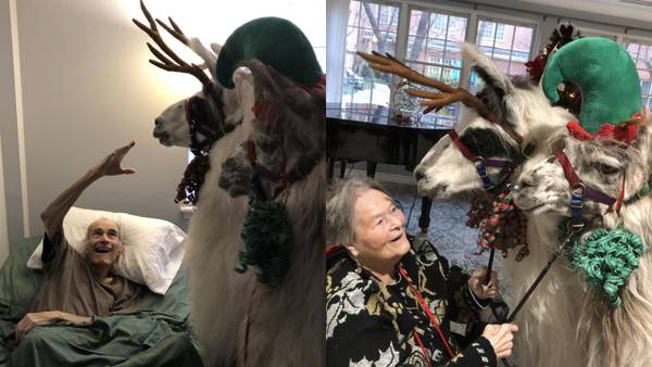 Therapy llamas visit delighted residents at Roswell senior home