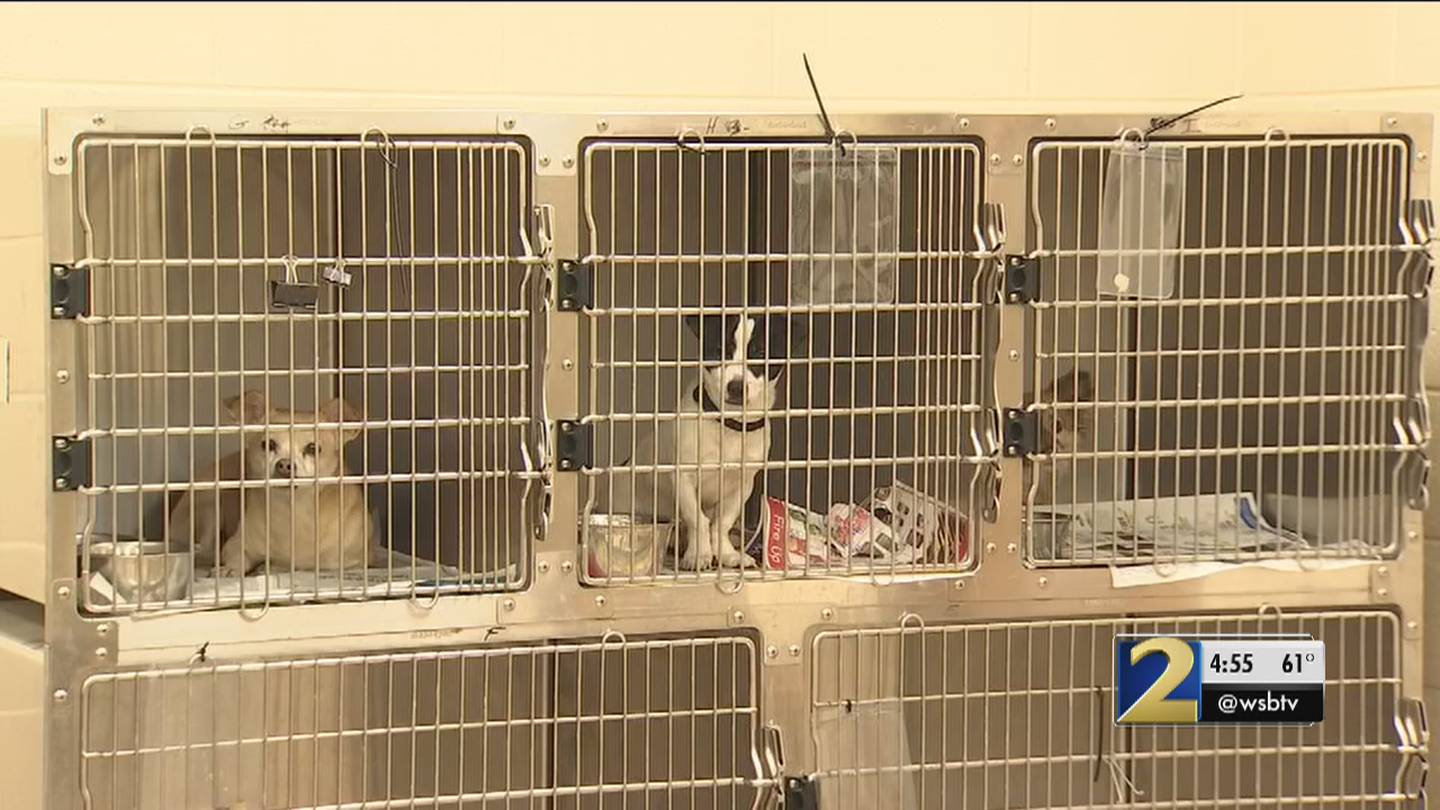 After years of criticism, Clayton County Animal Control Center is under new  leadership – WSB-TV Channel 2 - Atlanta