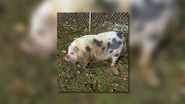 Pig found hoofin’ around in Fayette County neighborhood