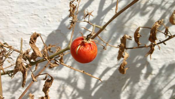 Don’t waste the ketchup: Drought threatens tomato supplies