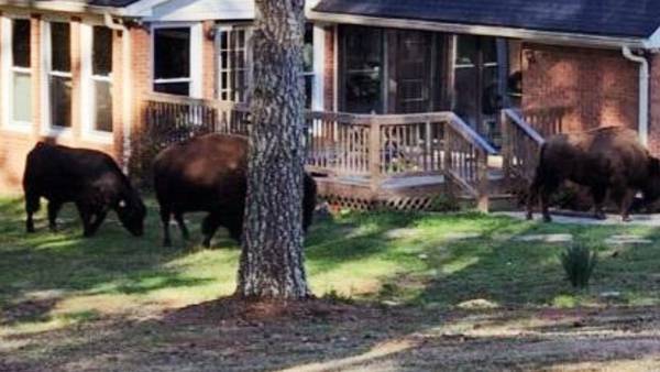 Rapper Rick Ross’ buffalo escape, wander through Fayette County neighborhood